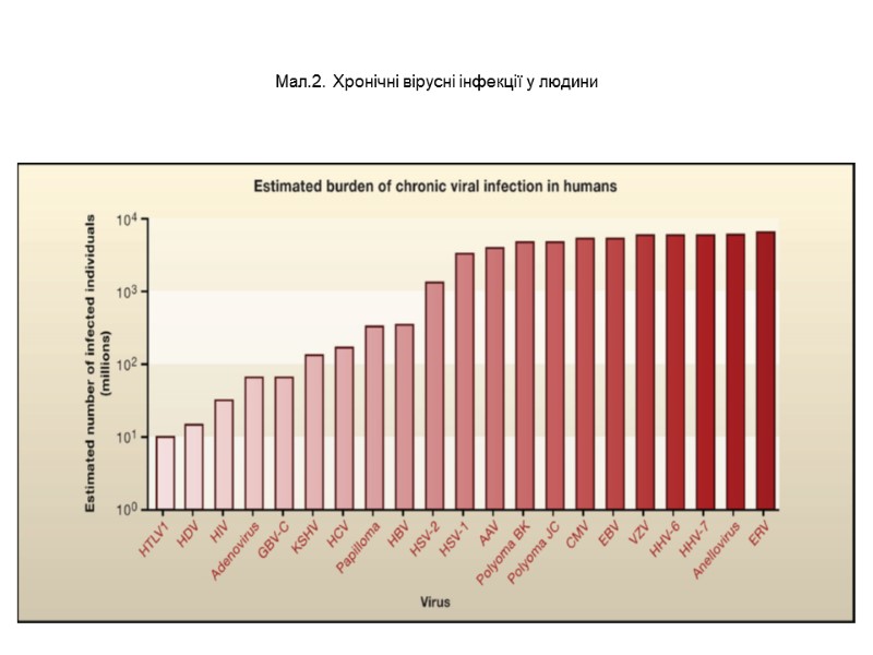 Мал.2. Хронічні вірусні інфекції у людини
